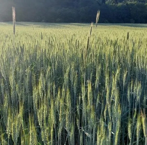 Spiska Dolina Nyaraló *